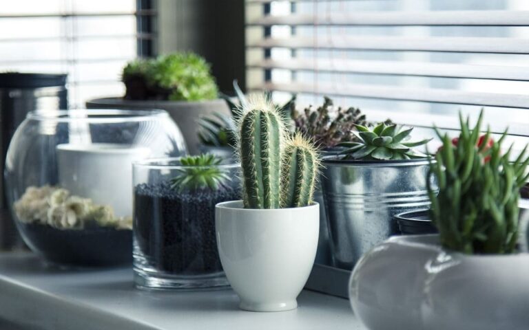 цветы для офиса