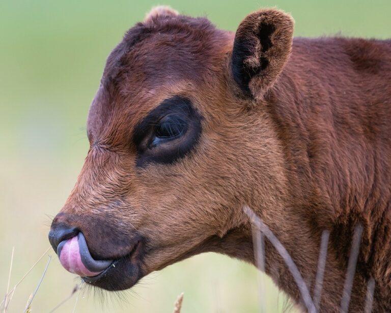 праздник подлиз